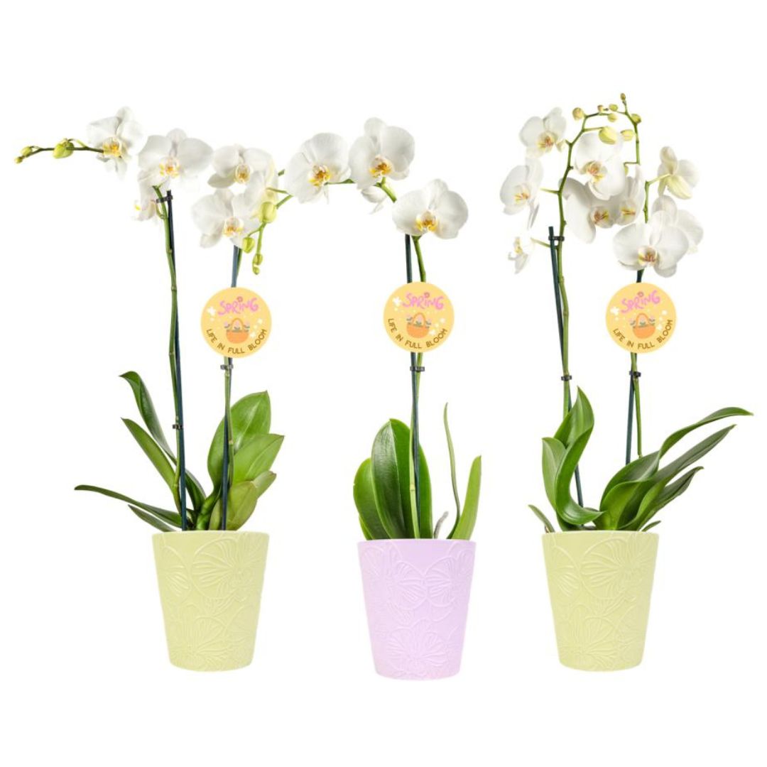 Orchid – Phalaenopsis – Assorted – 5″ Ceramic Pot